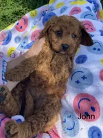 John , a male Cavapoo and Cavalier King Charles Spaniel for sale in Williamson, NY – 4 of 7
