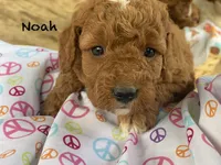 Noah , a male Cavapoo and Poodle - Miniature  for sale in Williamson, NY – 3 of 7