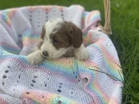 Buster , a male Cavapoo and Poodle - Miniature  for sale in Williamson, NY – 6 of 8