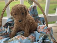 Belle f1B , a female Goldendoodle for sale in Williamson, NY – 5 of 8