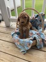 Sam, a male Goldendoodle for sale in Williamson, NY – 7 of 8