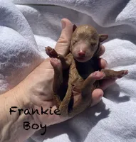 Frankie f1BB , a male Poodle - Miniature  and Miniature Goldendoodle for sale in Williamson, NY – 3 of 7