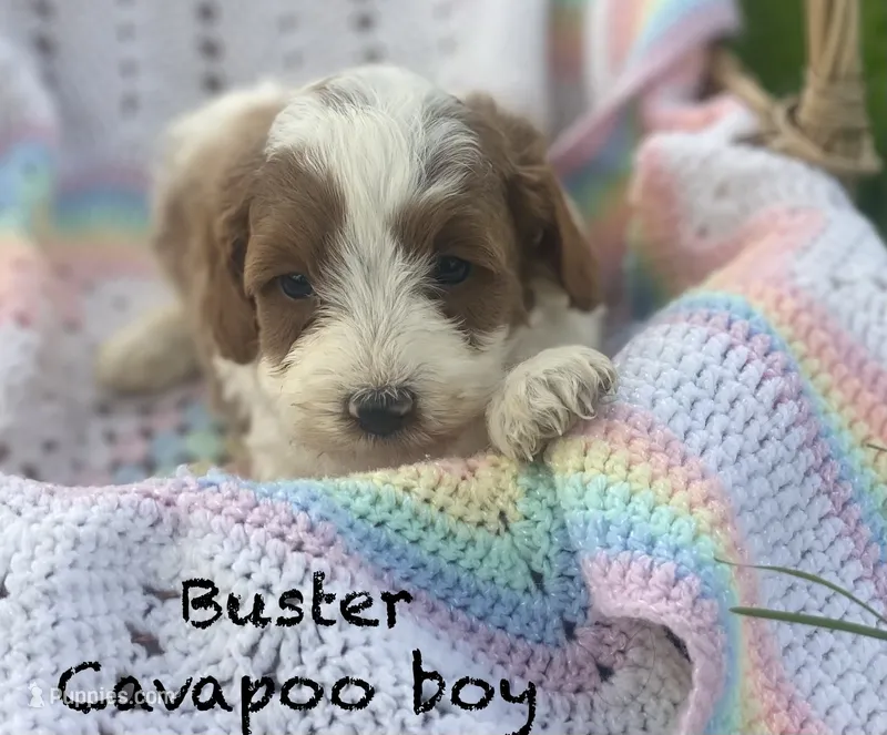 Buster  – Cavapoo, Poodle - Miniature  puppy for sale in Williamson, NY