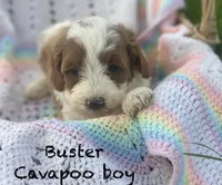 Buster , a male Cavapoo and Poodle - Miniature  for sale in Williamson, NY – 1 of 8
