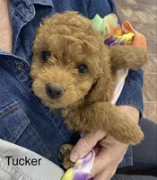 Tucker Mini , a male Miniature Goldendoodle for sale in Williamson, NY – 2 of 8
