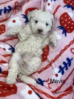 Mavis mini , a female Poodle - Miniature  and Miniature Goldendoodle for sale in Williamson, NY – 3 of 7