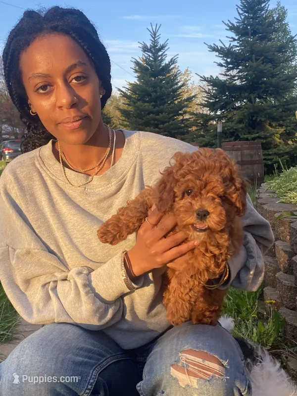 Julia mini  – Cavapoo puppy for sale in Williamson, NY