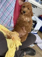 Sam, a male Goldendoodle for sale in Williamson, NY – 4 of 8