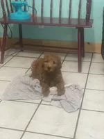 June F1B Standard , a female Goldendoodle for sale in Williamson, NY – Photo 4 of 5