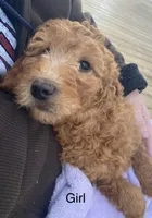 June F1B Standard , a female Goldendoodle for sale in Williamson, NY – Photo 1 of 5