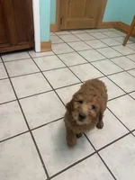 June F1B Standard , a female Goldendoodle for sale in Williamson, NY – Photo 2 of 5