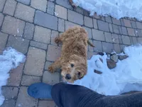 June F1B Standard , a female Goldendoodle for sale in Williamson, NY – Photo 5 of 5