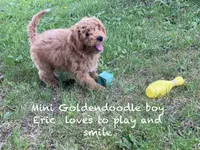 Erik F1BB mini, a male Miniature Goldendoodle for sale in Williamson, NY – 10 of 10