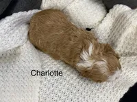 Charlotte/ Loren, a female Cavapoo for sale in Williamson, NY – Photo 4 of 4