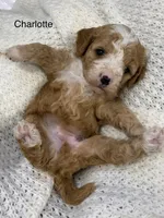 Charlotte/ Loren, a female Cavapoo for sale in Williamson, NY – Photo 1 of 4