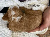 Charlotte/ Loren, a female Cavapoo for sale in Williamson, NY – Photo 3 of 4
