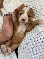 Charlotte/ Loren, a female Cavapoo for sale in Williamson, NY – Photo 2 of 4