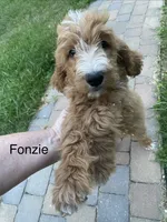 Fonzie , a female Goldendoodle for sale in Williamson, NY – 2 of 9