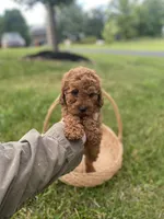 Michele , a female Cavapoo and Cavalier King Charles Spaniel for sale in Williamson, NY – 4 of 7