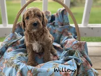 Willow , a female Goldendoodle for sale in Williamson, NY – 5 of 8