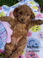 Michele , a female Cavapoo and Cavalier King Charles Spaniel for sale in Williamson, NY – 3 of 7