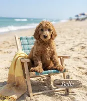 Belle f1B , a female Goldendoodle for sale in Williamson, NY – 1 of 8