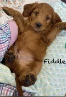 Fiddles mini , a female Miniature Goldendoodle for sale in Williamson, NY – 2 of 8