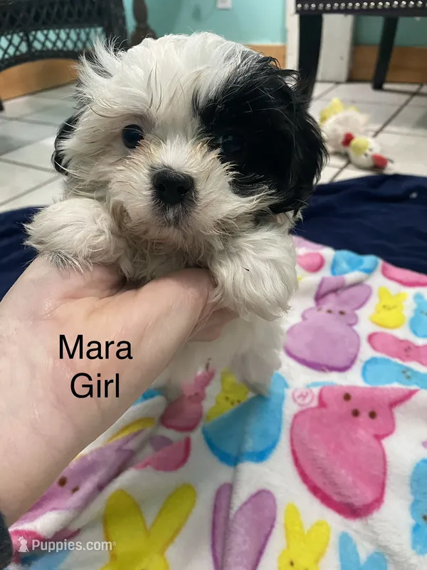 Mara mini