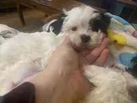 processed/60071092-7fb3-4c10-8ac6-384af2bfac8d/listing/14ac1041-da16-4217-9138-10c0b6ac2996/7a9ade55-f274-428a-8052-f31adab65e40