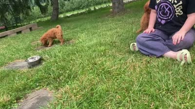 Tucker Mini , a male Miniature Goldendoodle for sale in Williamson, NY – 8 of 8