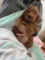 Ollie F1B , a male Goldendoodle and Poodle - Standard  for sale in Williamson, NY – Photo 3 of 6