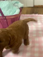 Ollie F1B , a male Goldendoodle and Poodle - Standard  for sale in Williamson, NY – Photo 6 of 6