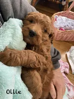 Ollie F1B , a male Goldendoodle and Poodle - Standard  for sale in Williamson, NY – Photo 4 of 6