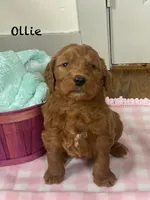 Ollie F1B , a male Goldendoodle and Poodle - Standard  for sale in Williamson, NY – Photo 5 of 6