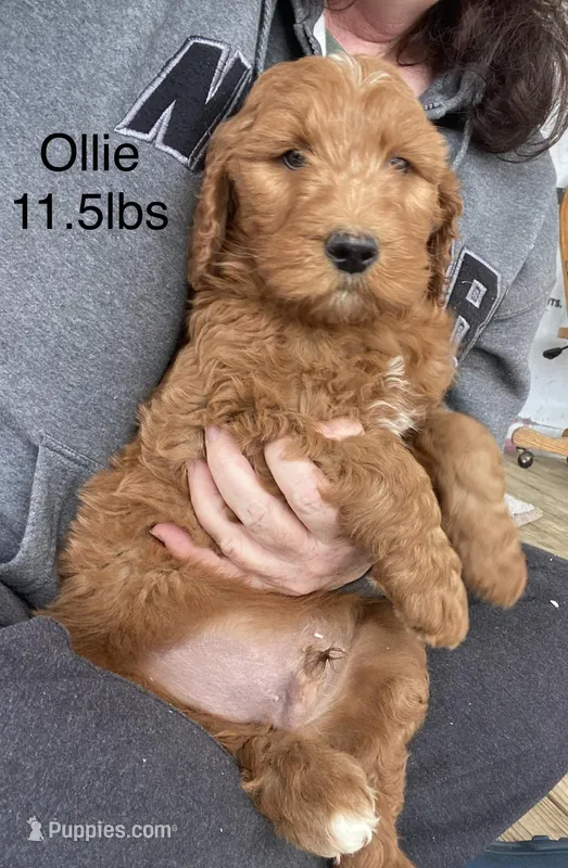 Ollie F1B  – Goldendoodle, Poodle - Standard  puppy for sale in Williamson, NY
