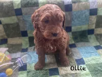 Ollie F1B , a male Goldendoodle and Poodle - Standard  for sale in Williamson, NY – Photo 2 of 6