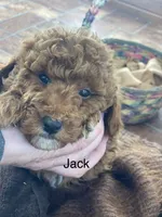 Jack ! F1BB, a male Poodle - Miniature  and Miniature Goldendoodle for sale in Williamson, NY – 4 of 8