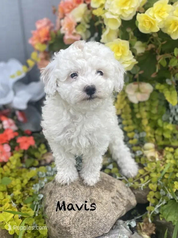 Mavis mini  – Poodle - Miniature , Miniature Goldendoodle puppy for sale in Williamson, NY
