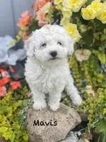 Mavis mini , a female Poodle - Miniature  and Miniature Goldendoodle for sale in Williamson, NY – 1 of 7