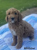 Willow , a female Goldendoodle for sale in Williamson, NY – 4 of 8