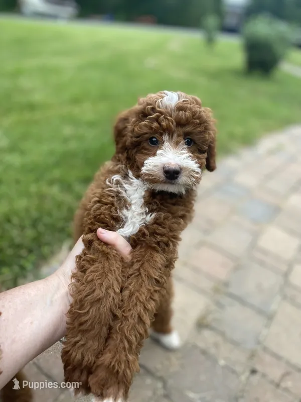 Markie Ruby Mini  – Poodle - Miniature  puppy for sale in Williamson, NY
