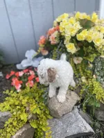 Jay, a female Poodle - Miniature  and Miniature Goldendoodle for sale in Williamson, NY – 6 of 8