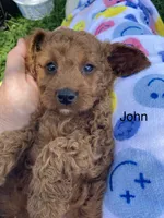 John , a male Cavapoo and Cavalier King Charles Spaniel for sale in Williamson, NY – 3 of 7