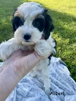 Albert mini, a male Cavapoo for sale in Williamson, NY – 1 of 9