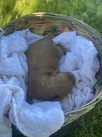 Gracie F1 larger mini , a female Goldendoodle and Golden Retriever for sale in Williamson, NY – 3 of 10