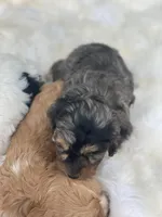 Fonzie mini, a male Cavalier King Charles Spaniel and Poodle - Miniature  for sale in Williamson, NY – Photo 2 of 7