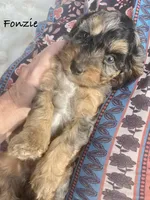 Fonzie mini, a male Cavalier King Charles Spaniel and Poodle - Miniature  for sale in Williamson, NY – Photo 1 of 7