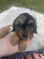 Fonzie mini, a male Cavalier King Charles Spaniel and Poodle - Miniature  for sale in Williamson, NY – Photo 6 of 7