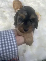 Fonzie mini, a male Cavalier King Charles Spaniel and Poodle - Miniature  for sale in Williamson, NY – Photo 5 of 7