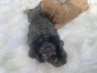 Fonzie mini, a male Cavalier King Charles Spaniel and Poodle - Miniature  for sale in Williamson, NY – Photo 4 of 7